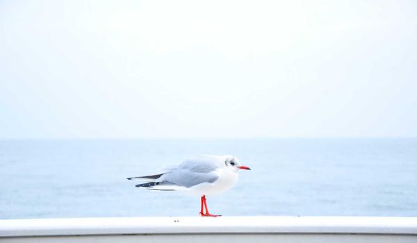 麻将起源
